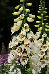 Digitalis. Dalmatian Creme 25 Pelleted seeds