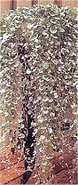 Dichondra. Silver Falls 10 seeds