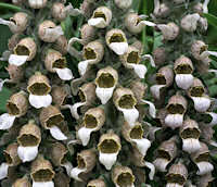 Digitalis. Cafe Creme 150 seeds