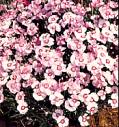 Dianthus. Allwoodii 50 seeds