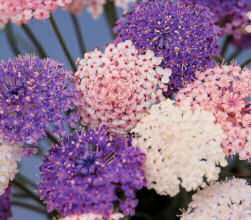 Didiscus. Madonna Mixed 50 seeds