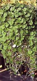 Dichondra. Emerald Falls 8 multi seeded pellets