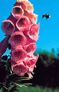 Digitalis. Summer King 100 seeds