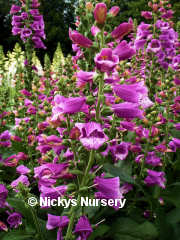 Digitalis. Dalmatian Purple 25 Pelleted seeds