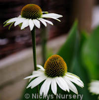 Echinacea. White Swan 50 seeds