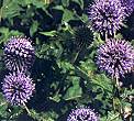 Echinops Ritro. Globe Thistle 30 seeds