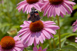 Echinacea. Bravado 50 seeds