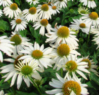Echinacea. Feeling White 20 seeds