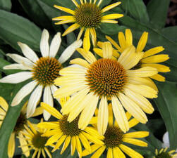 Echinacea. Mellow Yellows 10 seeds