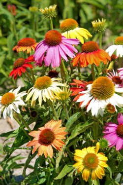 Echinacea. Paradiso Mix 15 seeds