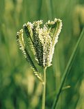 Grasses. Eleusine Green Cat or Finger Millet 100 seeds