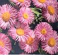 Erigeron. Pink Jewel 200 seeds