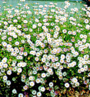 Erigeron. Profusion 50 seeds