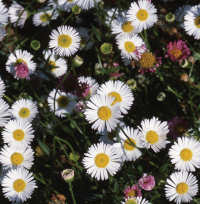 Erigeron. Stallone 50 seeds