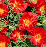 Eschscholzia californica. Cherry Swirl 200 seeds
