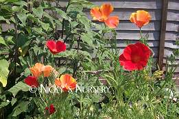 Eschscholzia californica. Sunset 500 seeds