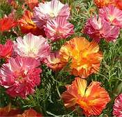 Eschscholzia californica. Jelly Beans 100 seeds