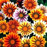 Gazania. New Day Tiger Stripe mixed 30 seeds