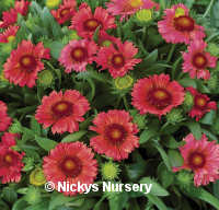Gaillardia. Arizona Sun Red Shades 20 seeds