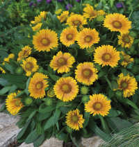 Gaillardia. Arizona Apricot 20 seeds