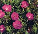 Geranium Perennial. Sanguineum Vision Violet 10 seeds