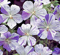 Geranium Perennial. Splish Splash  10 seeds