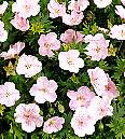 Geranium Perennial. Sanguineum Vision Light Pink 10 seeds