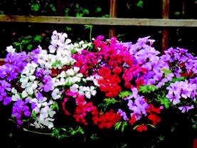 Geranium. Tornado Mixed 5 seeds