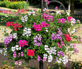 Geranium. Reach Out mixed 5 seeds