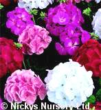Geranium. Maverick Mixed 10 seeds