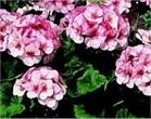 Geranium. Maverick Star 10 seeds