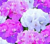 Geranium. Palladium Candyfloss Mixed 10 seeds