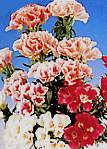 Godetia. Grace Mixed 25 seeds