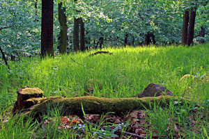 Woodland and Heavy Shade areas