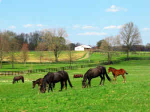 Pony Paddock Seed Mixture 1 acre 14kg bag