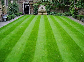 Formal Lawn seed and Greens