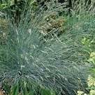 Grasses. Festuca Glauca 200 seeds