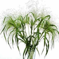 Grasses. Panicum Fontaine  40 seeds