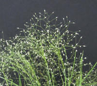 Grasses. Agrostis nebulosa 600 seeds