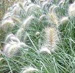 Grasses. Pennisetum Villosum 80 seeds