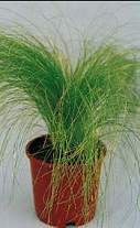 Grasses. Stipa Pony Tails 50 seeds