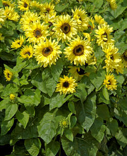 Helianthus. Sunflower Garden Statement 40 seeds