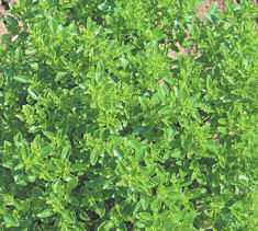 Basil Bush 700 seeds