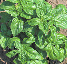 Basil Sweet (Genovese) 1000 seeds