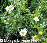 Chamomile Matricaria chamomilla 2000 seeds