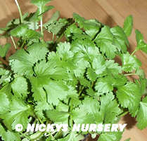 Coriander 350 seeds