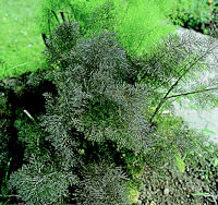 Fennel Bronze 200 seeds