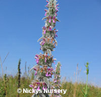 Horehound White 250 seeds