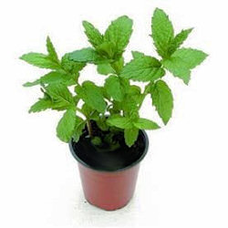 Mint Peppermint 500 seeds