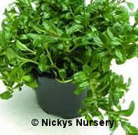 Pennyroyal 1200 seeds